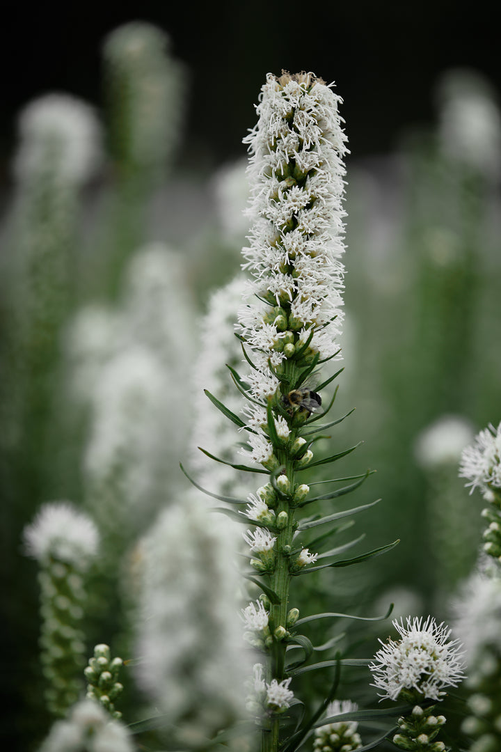 White Gay Feather (Liatris spicata 'Floristan White')