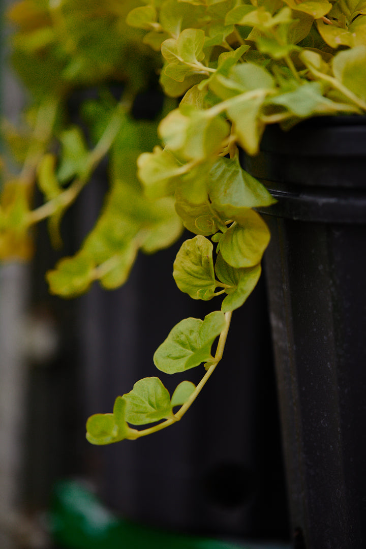 Lysimachia nummularia 'Aurea' (Golden Creeping Jenny)