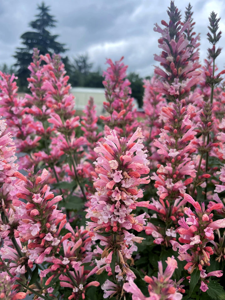 Agastache x ‘Pink Pearl’ (Hummingbird Mint)