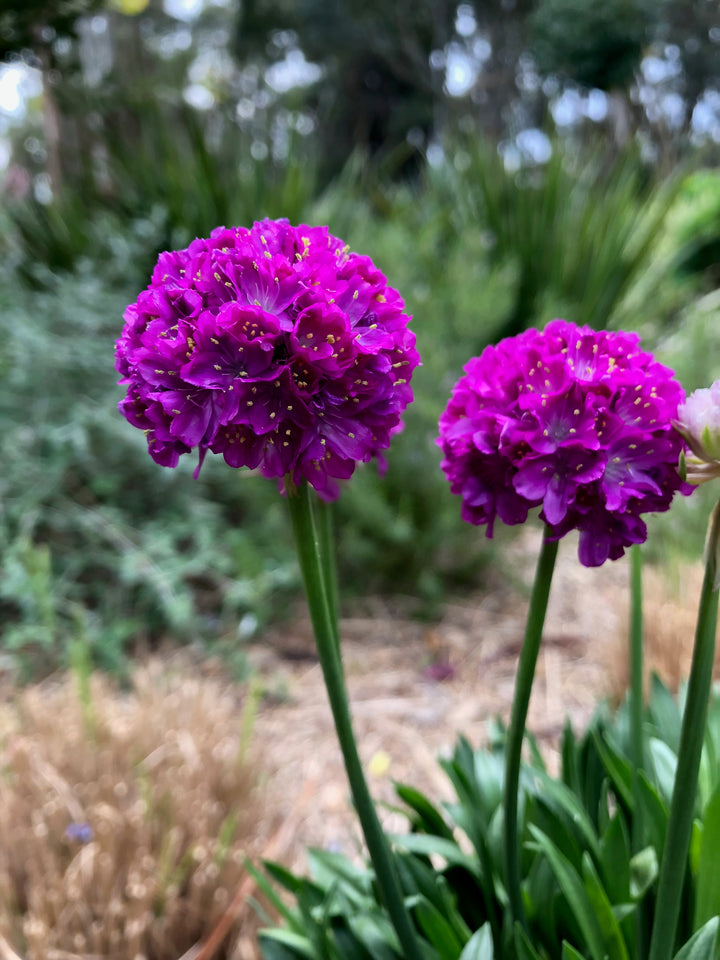 Armeria x. Dreameria® ‘Vivid Dreams’ (Thrifts, Sea Pinks)