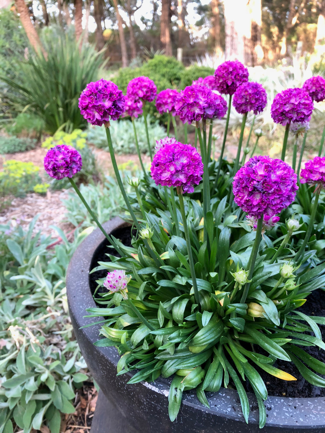 Armeria x. Dreameria® ‘Vivid Dreams’ (Thrifts, Sea Pinks)