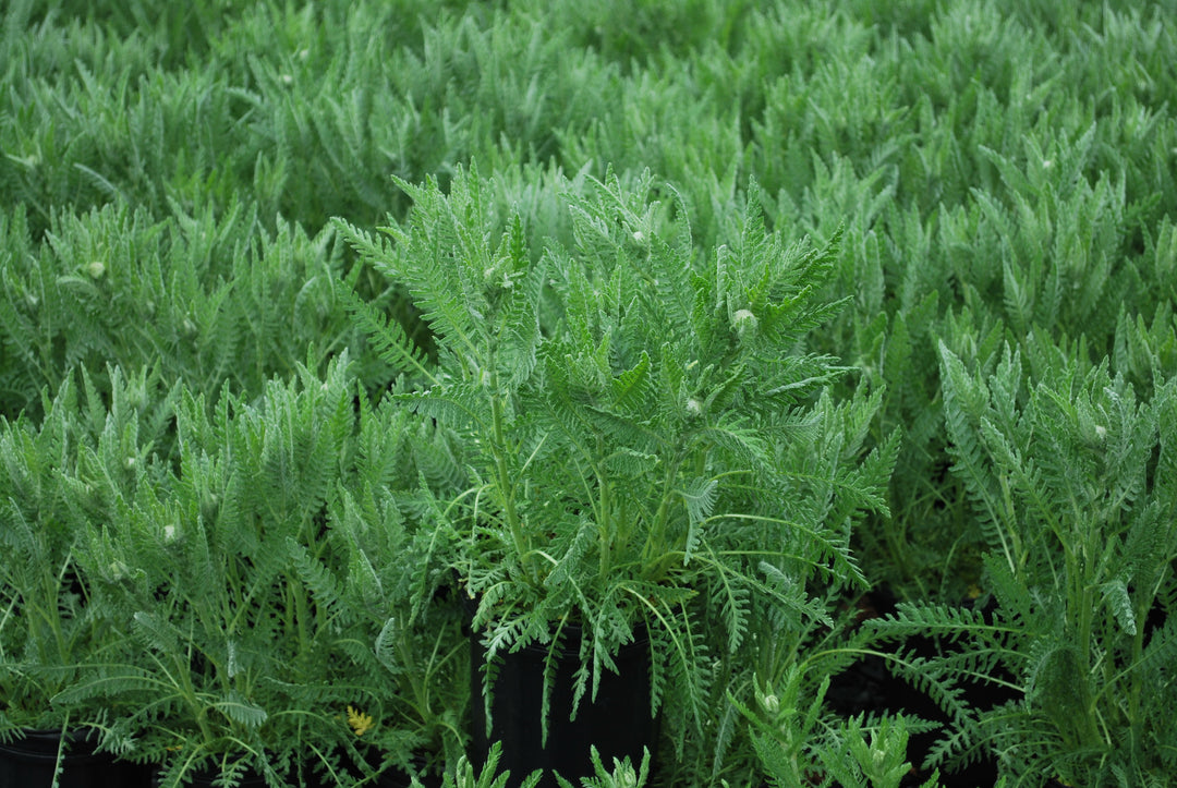 Achillea x 'Coronation Gold' (Yarrow)