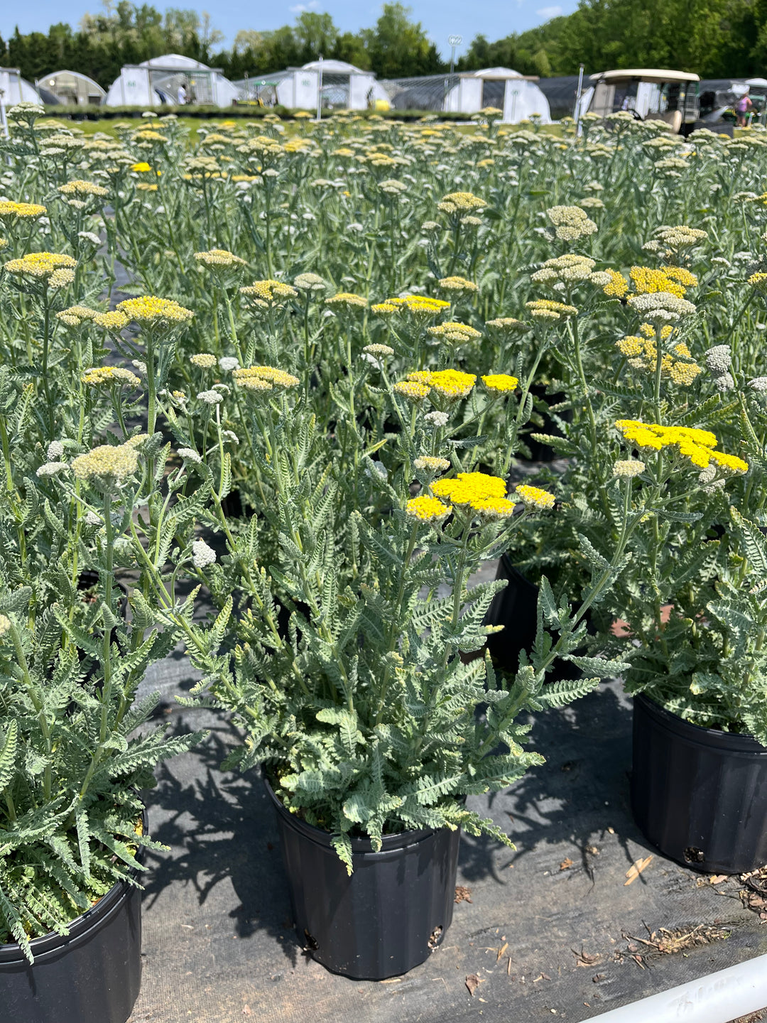 Achillea x 'Moonshine' (Yarrow)