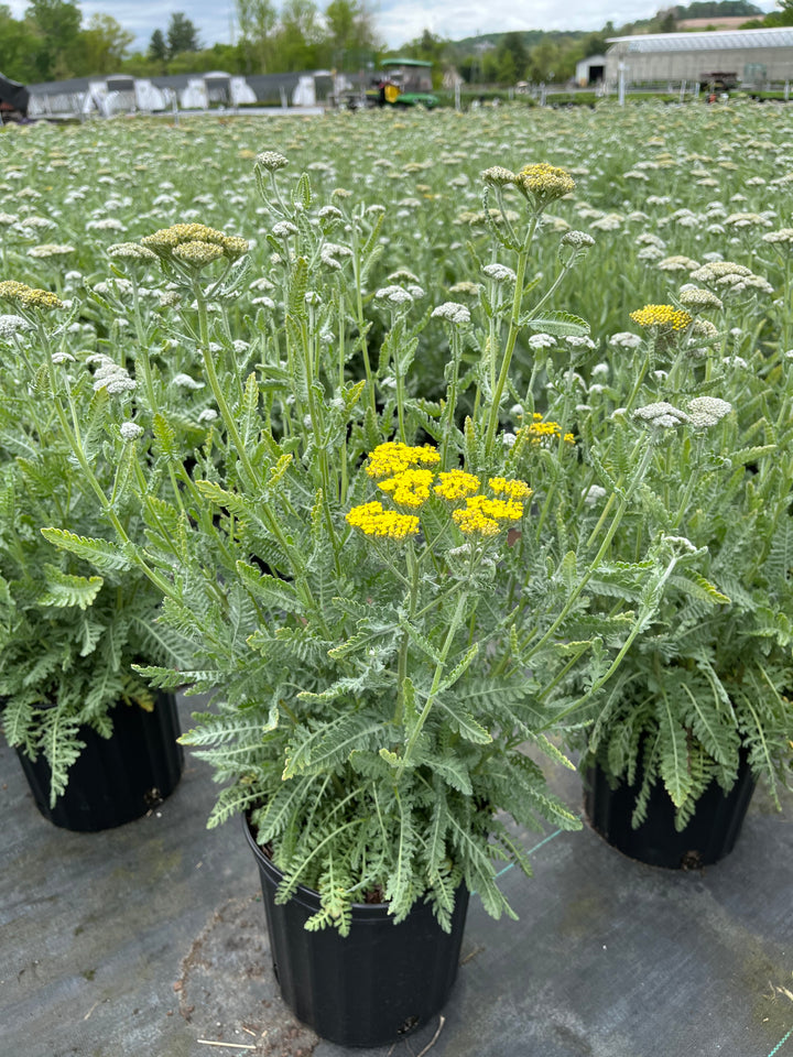 Achillea x 'Moonshine' (Yarrow)