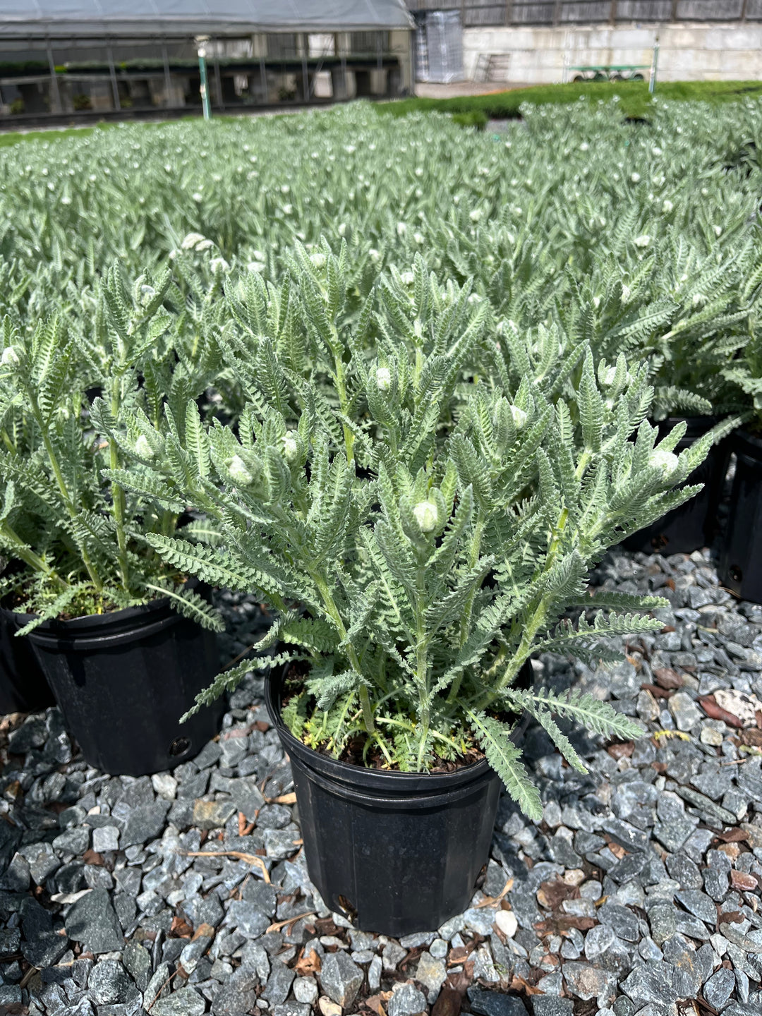 Achillea x 'Moonshine' (Yarrow)