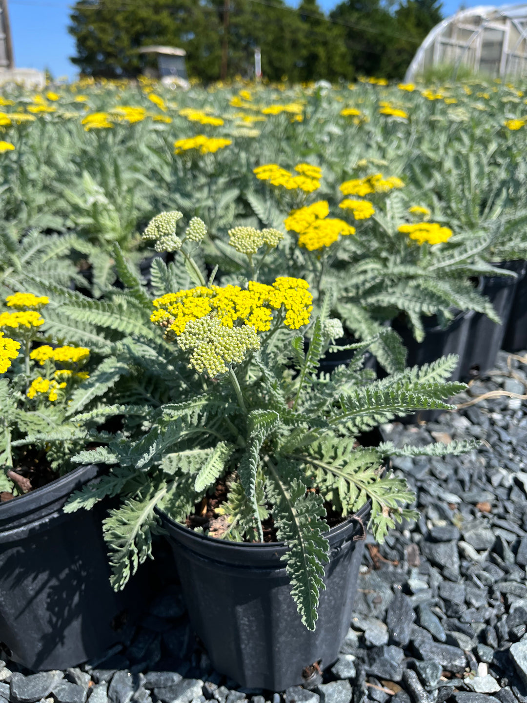 Achillea x 'Moonshine' (Yarrow)