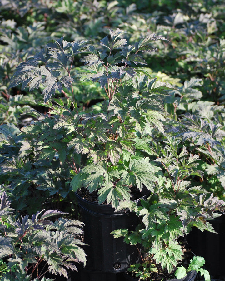 Actaea ramosa 'Brunette' (Snakeroot)