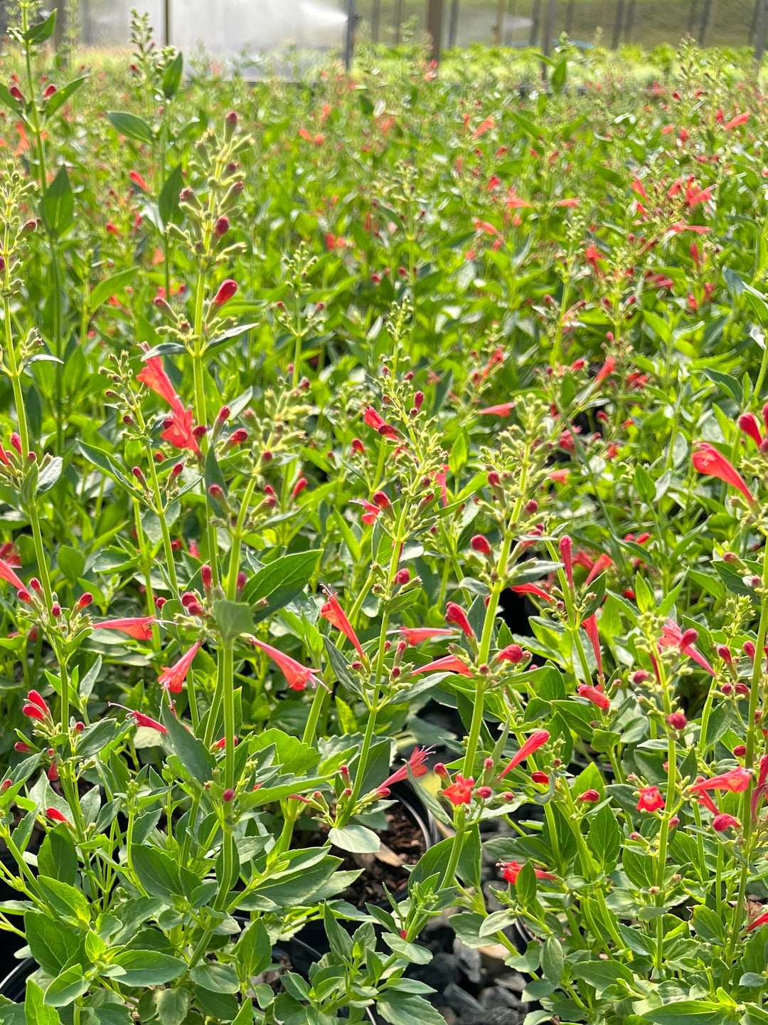 Agastache x Kudos™ Red (Dwarf Hummingbird Mint)