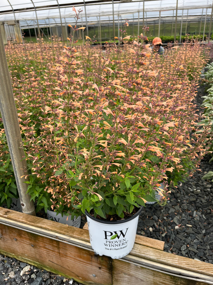 Agastache Meant to Bee™ 'Queen Nectarine' (Hummingbird Mint)