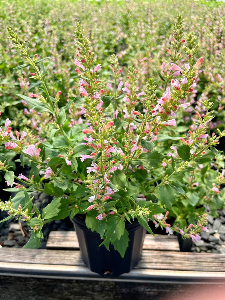 Agastache x ‘Pink Pearl’ (Hummingbird Mint)