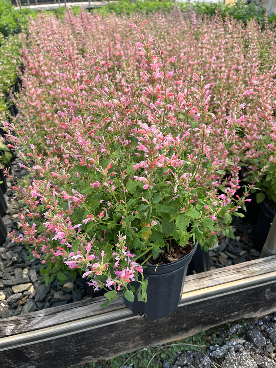 Agastache x ‘Pink Pearl’ (Hummingbird Mint)