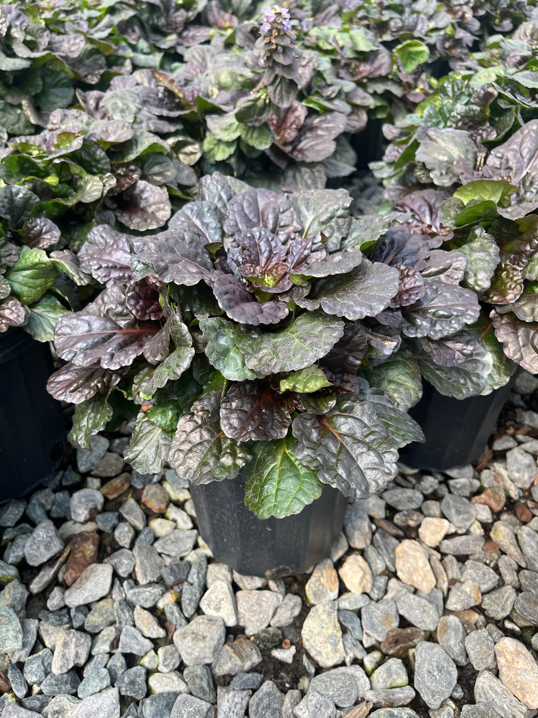 Ajuga reptans 'Black Scallop' (Bugle Weed)