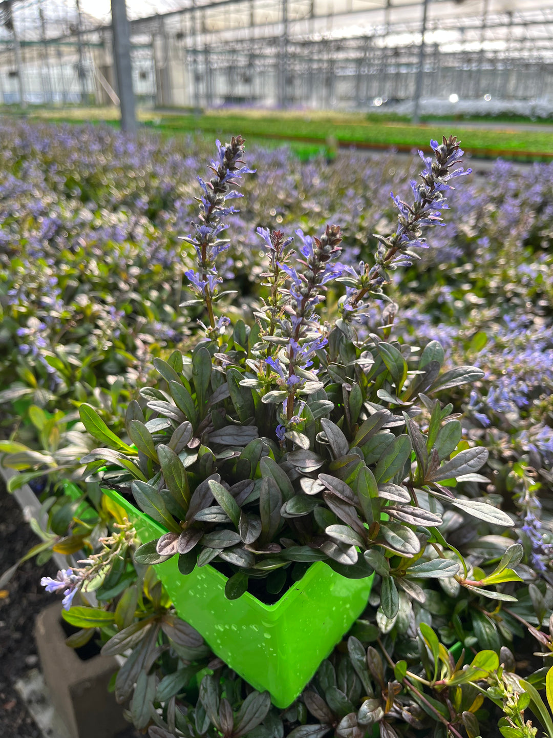 Ajuga reptans 'Chocolate Chip' (Dwarf Bugle Weed)