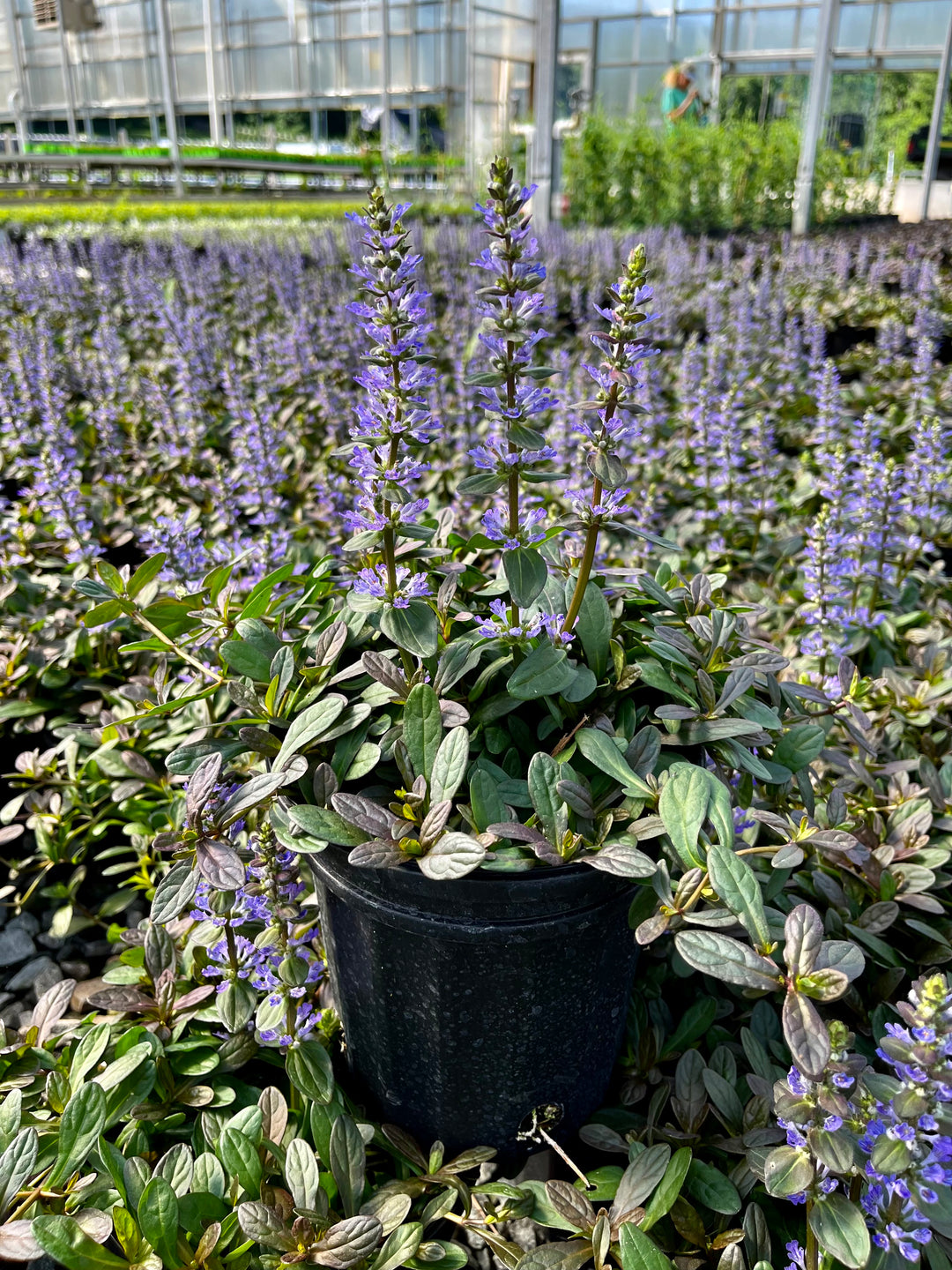 Ajuga reptans 'Chocolate Chip' (Dwarf Bugle Weed)