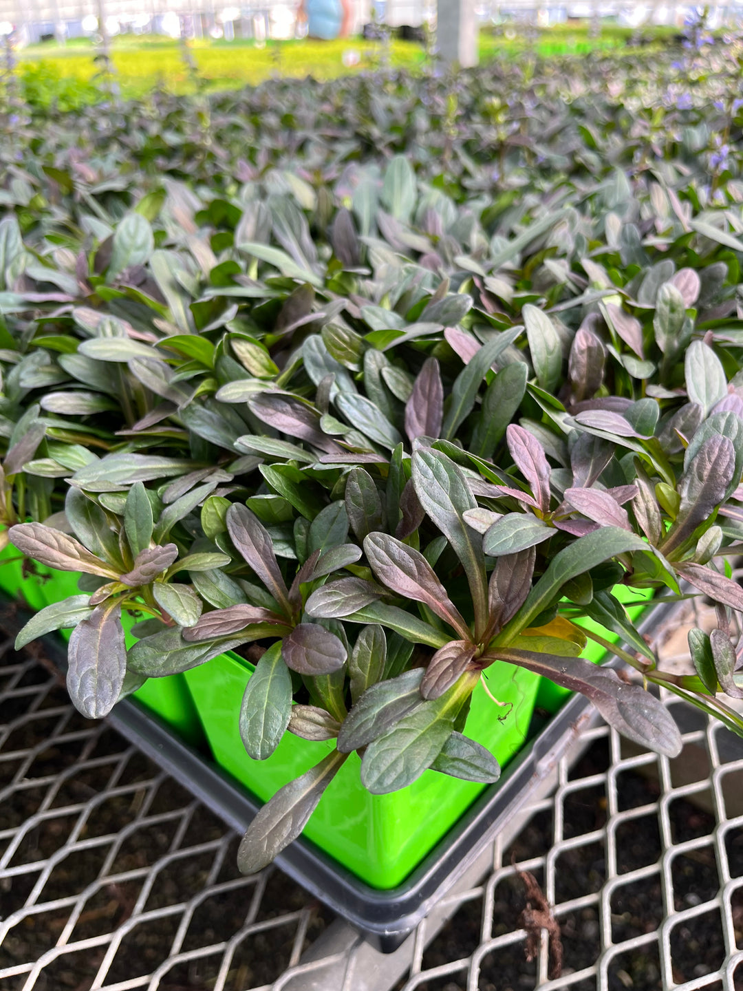 Ajuga reptans 'Chocolate Chip' (Dwarf Bugle Weed)