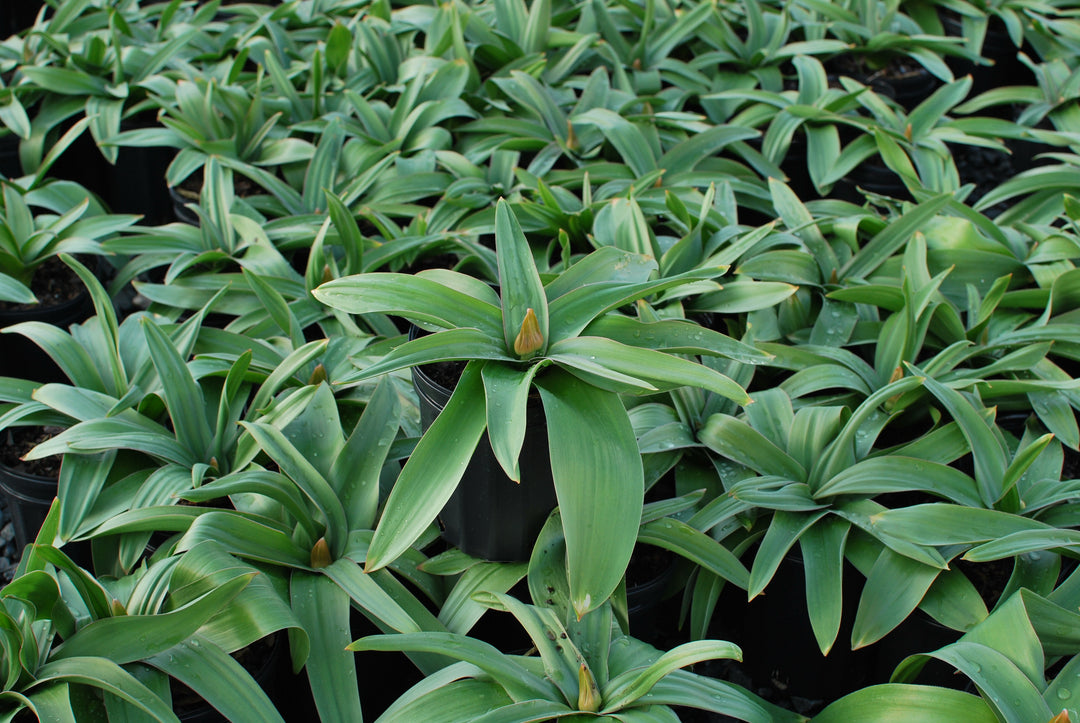 Allium 'Globemaster' (Ornamental Onion)