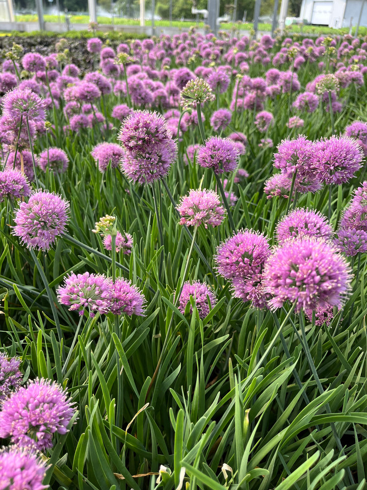 Allium 'Medusa' (Ornamental Onion)