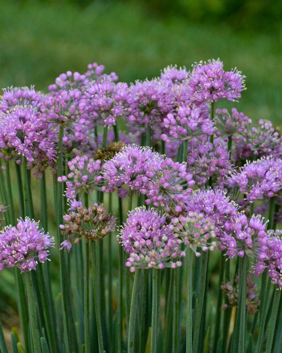 Allium ‘Pincushion’ (Ornamental Onion)