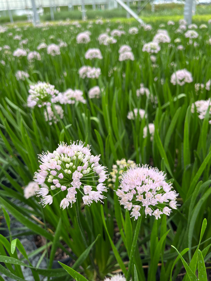 Allium 'Summer Beauty' (Ornamental Onion)