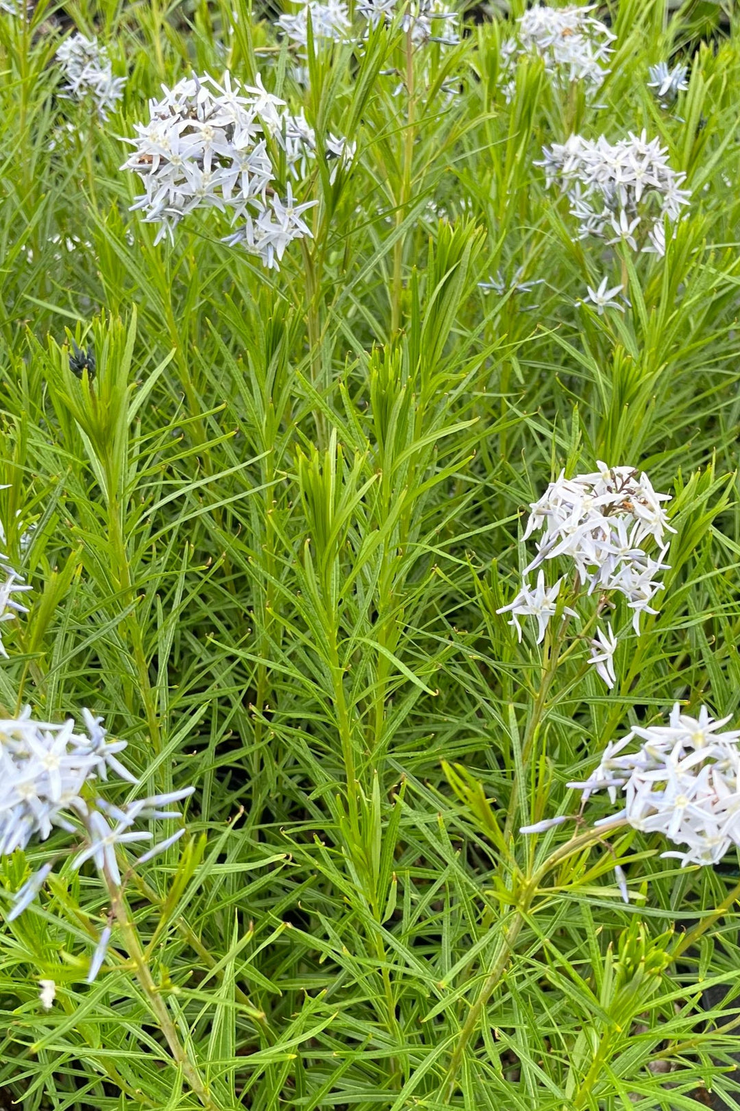 Amsonia x 'Butterscotch™ (Bluestar)