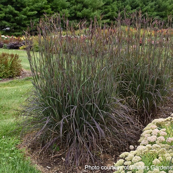 Andropogon gerardii 'Blackhawks' (Big Bluestem)