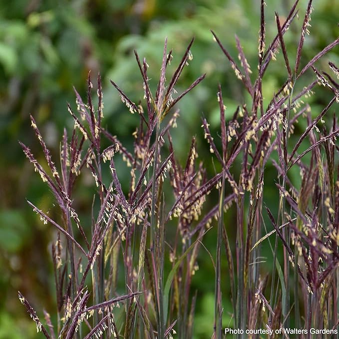 Andropogon gerardii 'Blackhawks' (Big Bluestem)