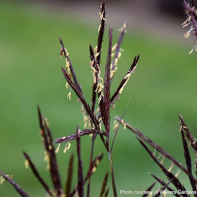 Andropogon gerardii 'Blackhawks' (Big Bluestem)