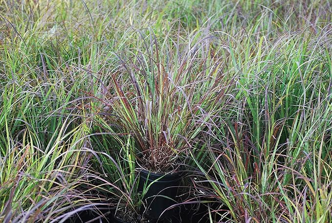 Andropogon gerardii 'Blackhawks' (Big Bluestem)