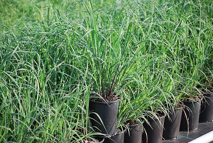 Andropogon gerardii 'Blackhawks' (Big Bluestem)