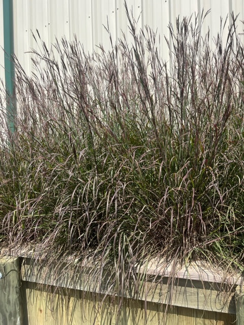 Andropogon gerardii 'Blackhawks' (Big Bluestem)