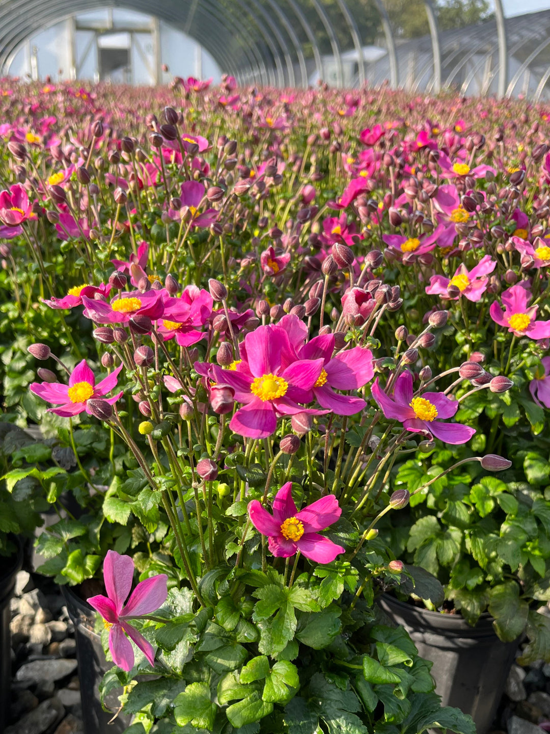 Anemone x hybrida Fantasy™ 'Red Riding Hood' (Windflower)