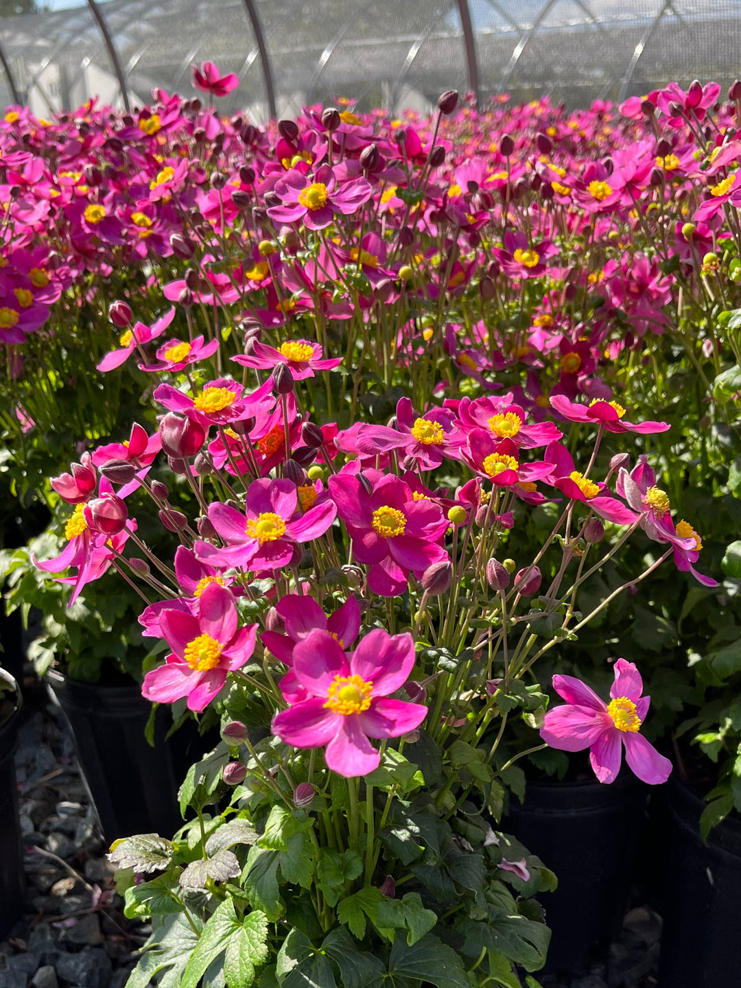 Anemone x hybrida Fantasy™ 'Red Riding Hood' (Windflower)