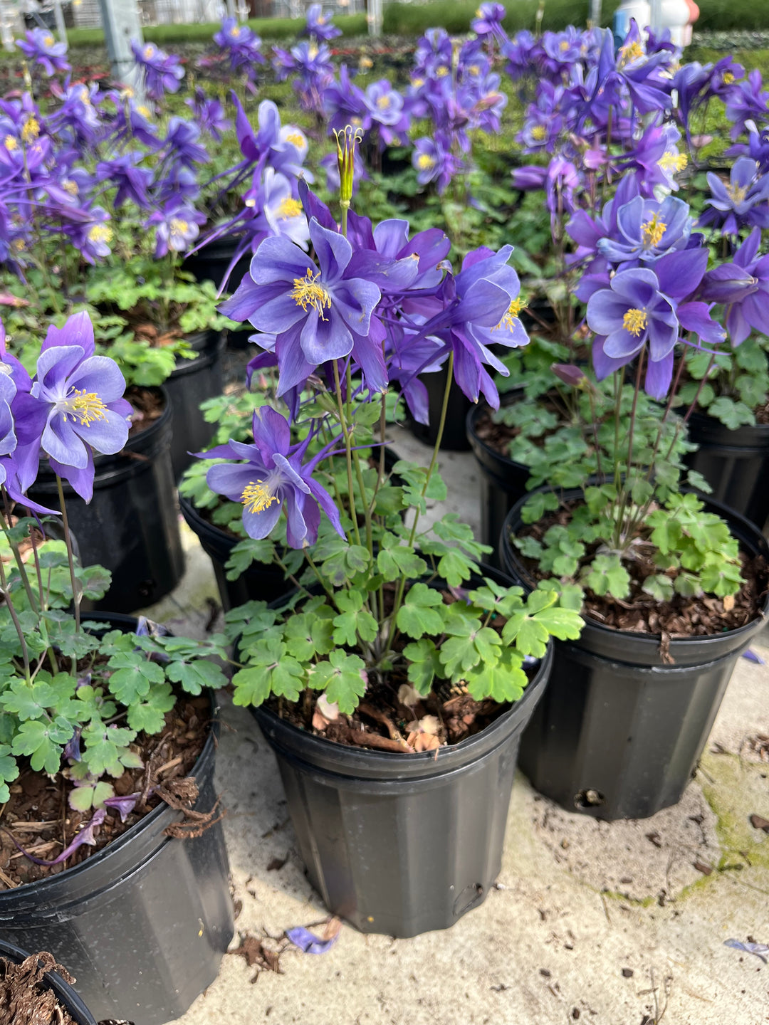 Aquilegia Earlybird™ Purple Blue (Columbine)