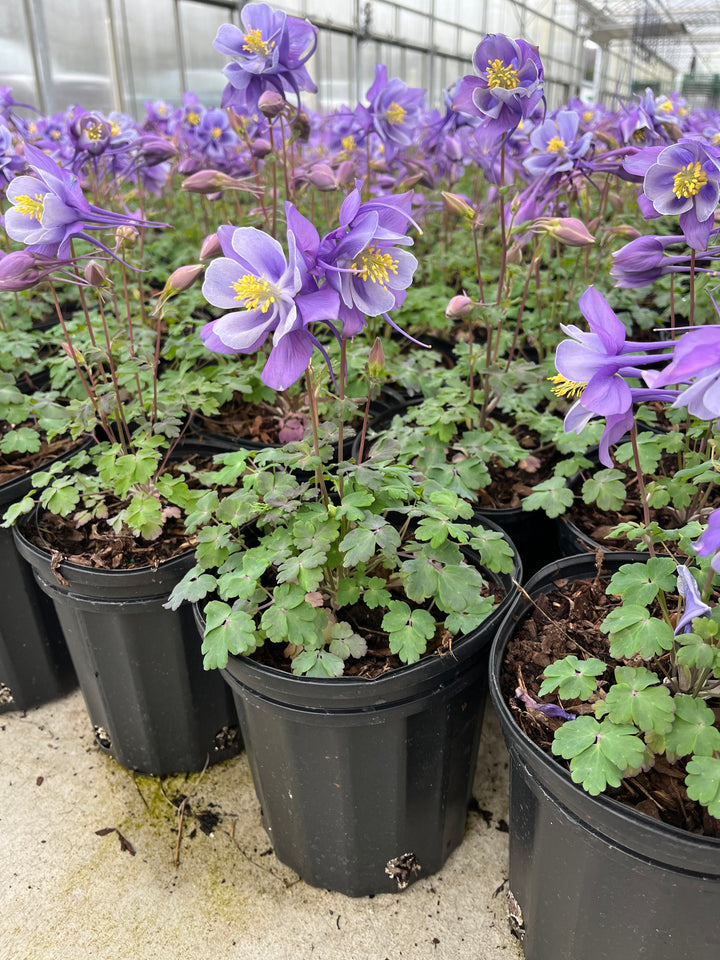 Aquilegia Earlybird™ Purple Blue (Columbine)