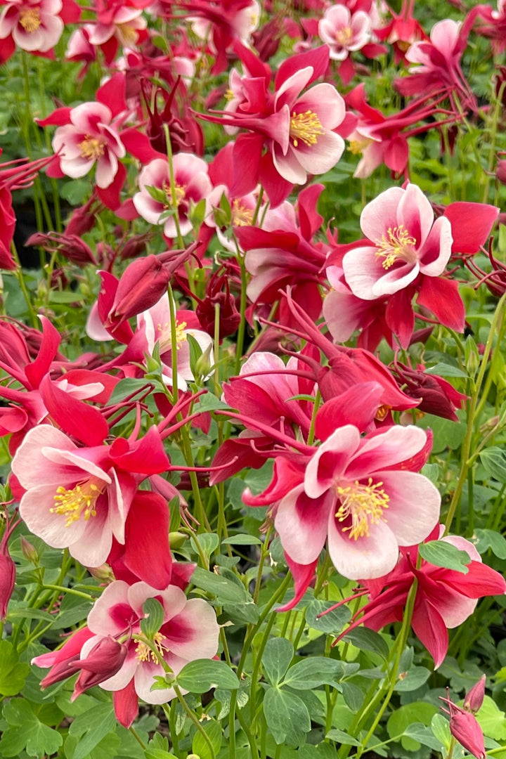 Aquilegia Earlybird™ Red White (Columbine)