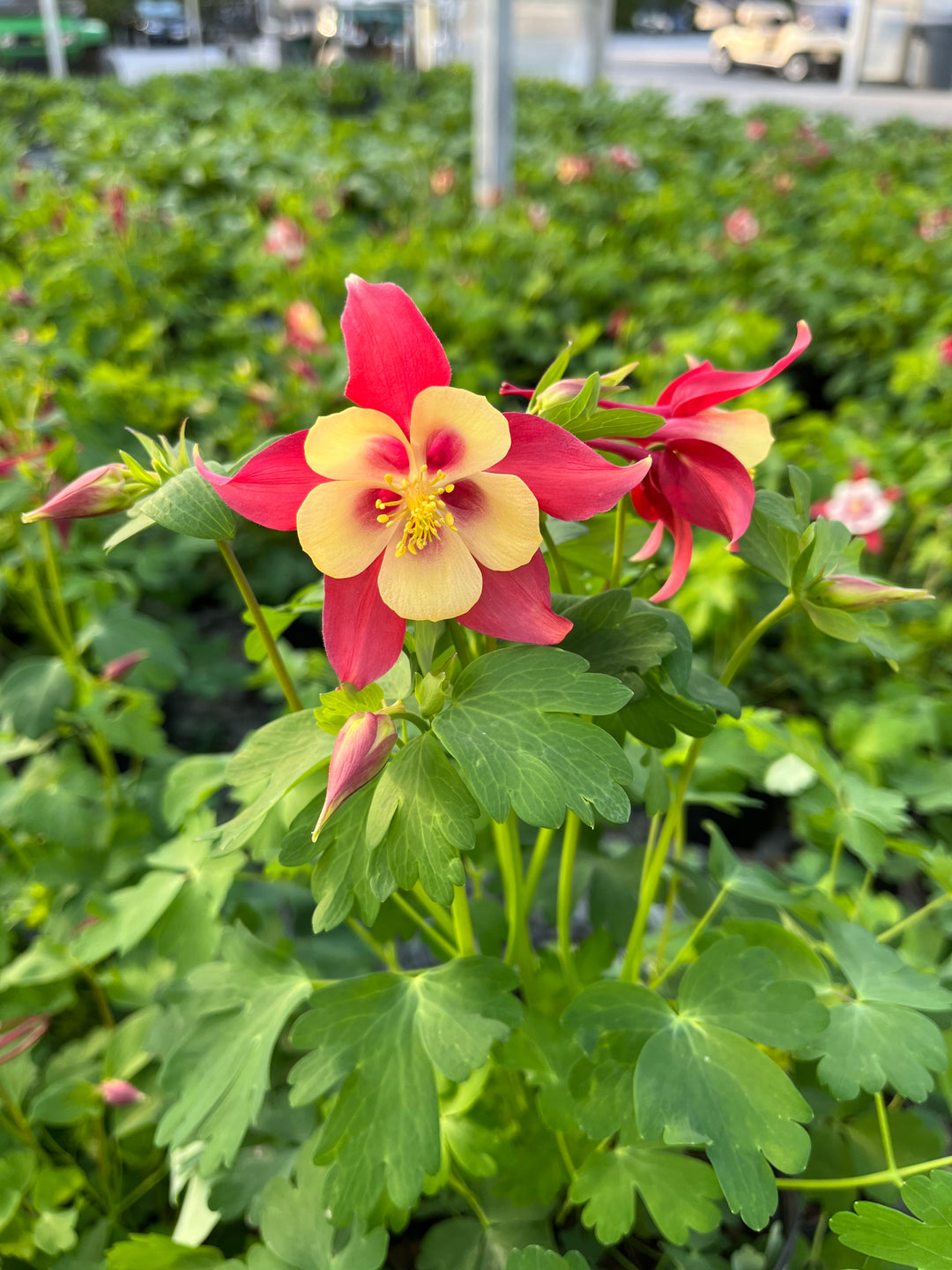 Aquilegia Earlybird™ Red Yellow (Columbine)