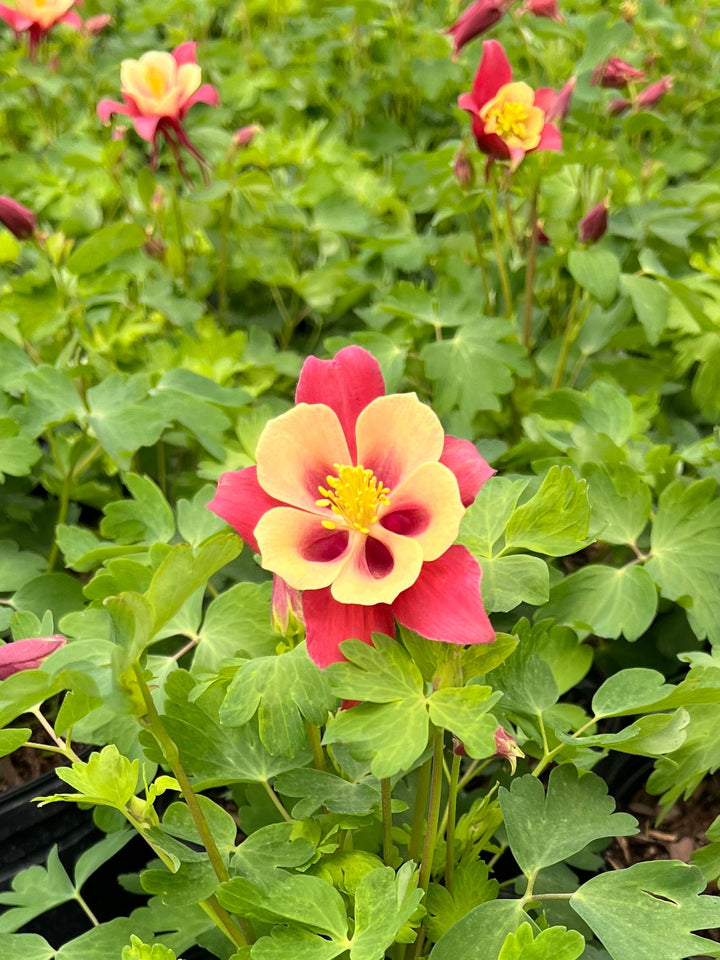 Aquilegia Earlybird™ Red Yellow (Columbine)