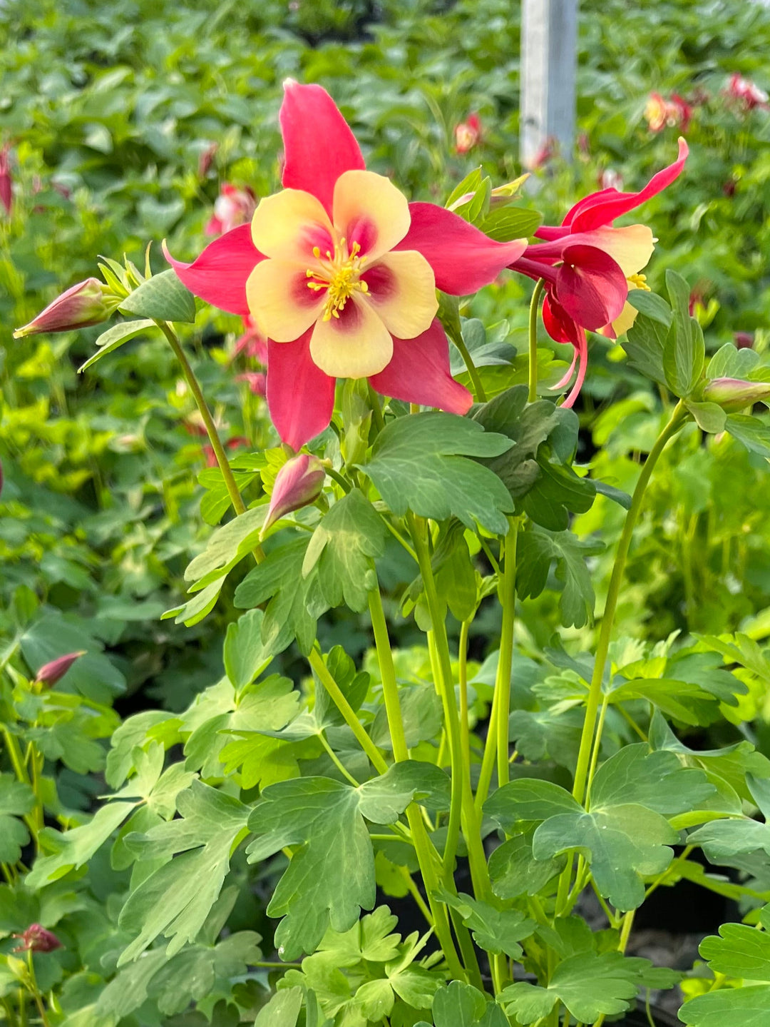 Aquilegia Earlybird™ Red Yellow (Columbine)