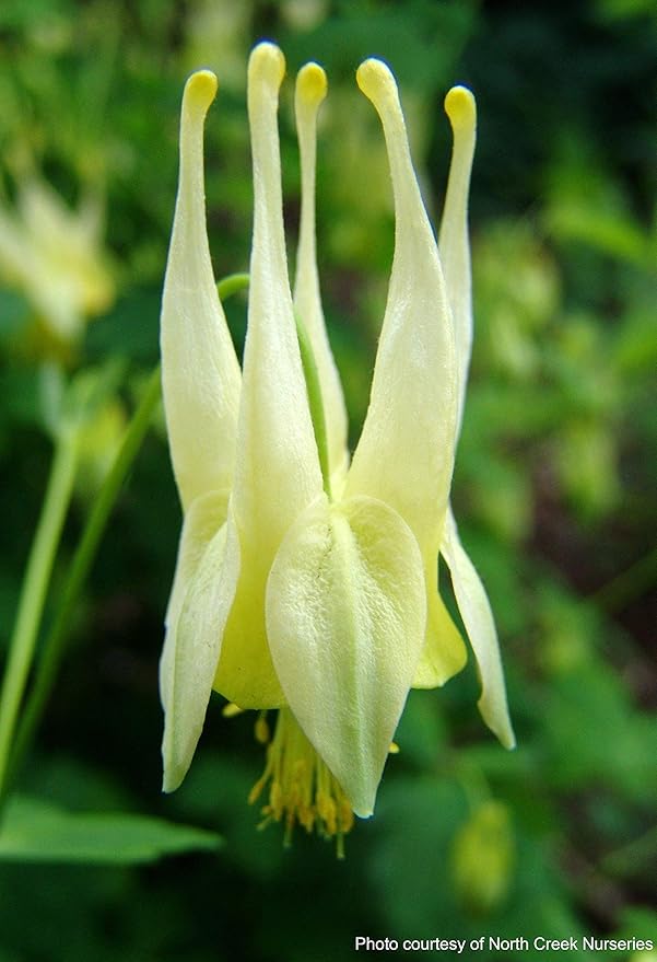 Aquilegia c. 'Corbett' (Wild Columbine)