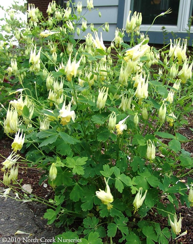 Aquilegia c. 'Corbett' (Wild Columbine)