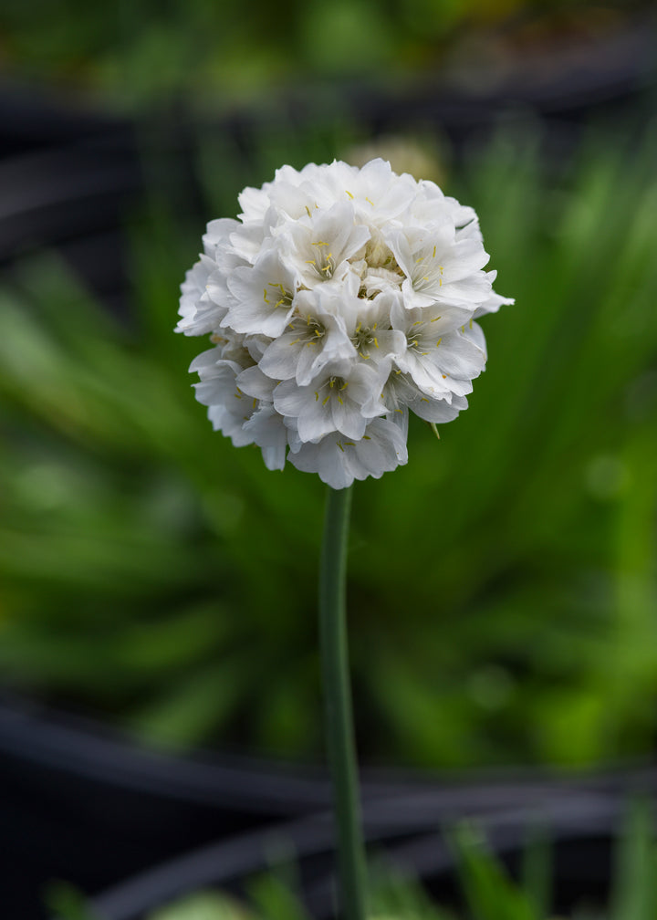 Armeria x. Dreameria® ‘Dream Clouds’ (Thrifts, Sea Pinks)