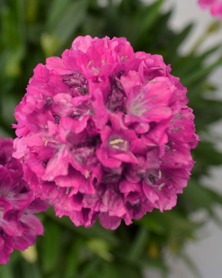 Armeria x. Dreameria® ‘Dream Weaver’ (Thrifts, Sea Pinks)