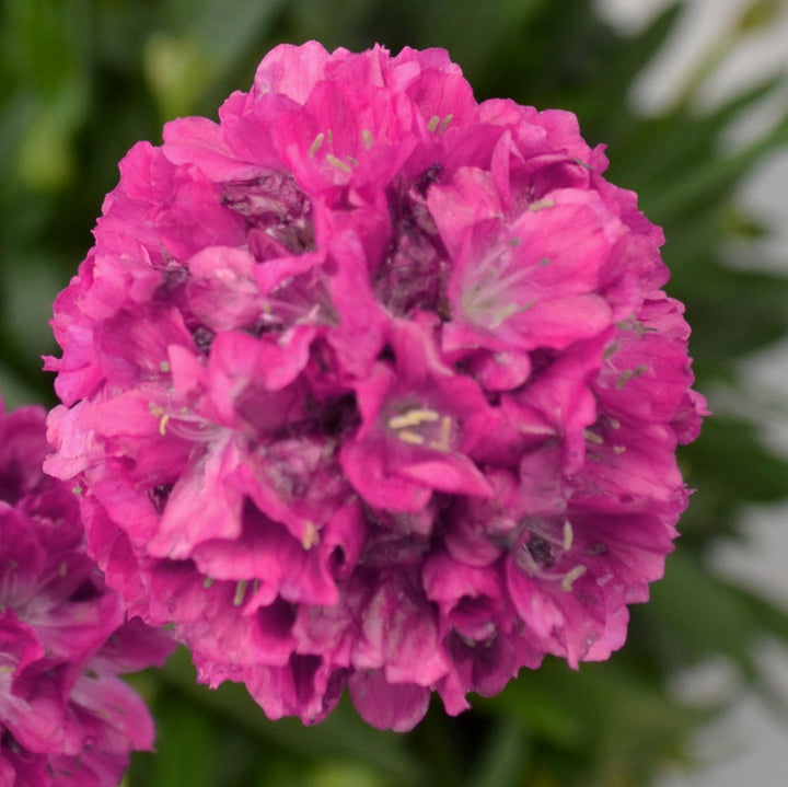 Armeria x. Dreameria® ‘Dream Weaver’ (Thrifts, Sea Pinks)