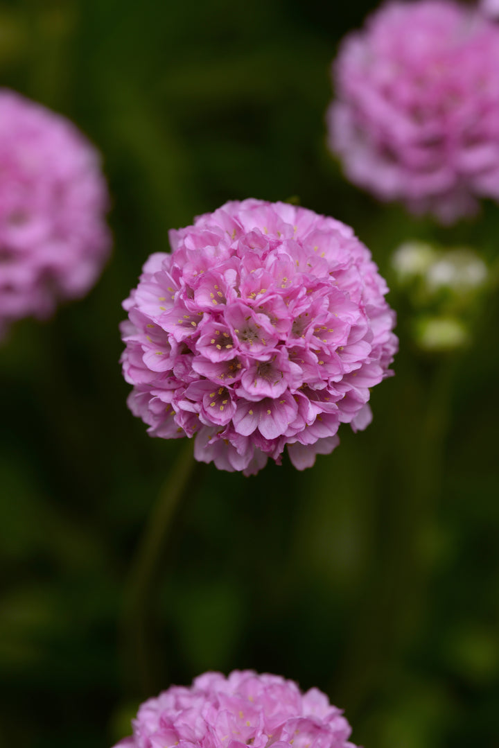 Armeria x. Dreameria® ‘Sweet Dreams’ (Thrifts, Sea Pinks)