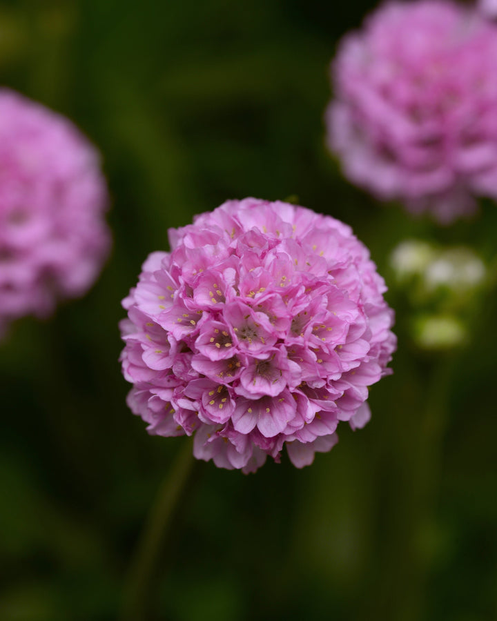 Armeria x. Dreameria® ‘Sweet Dreams’ (Thrifts, Sea Pinks)