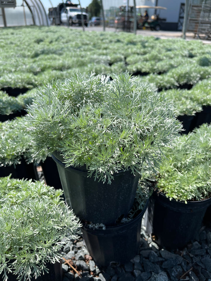 Artemisia schmidtiana 'Nana' ('Silver Mound')