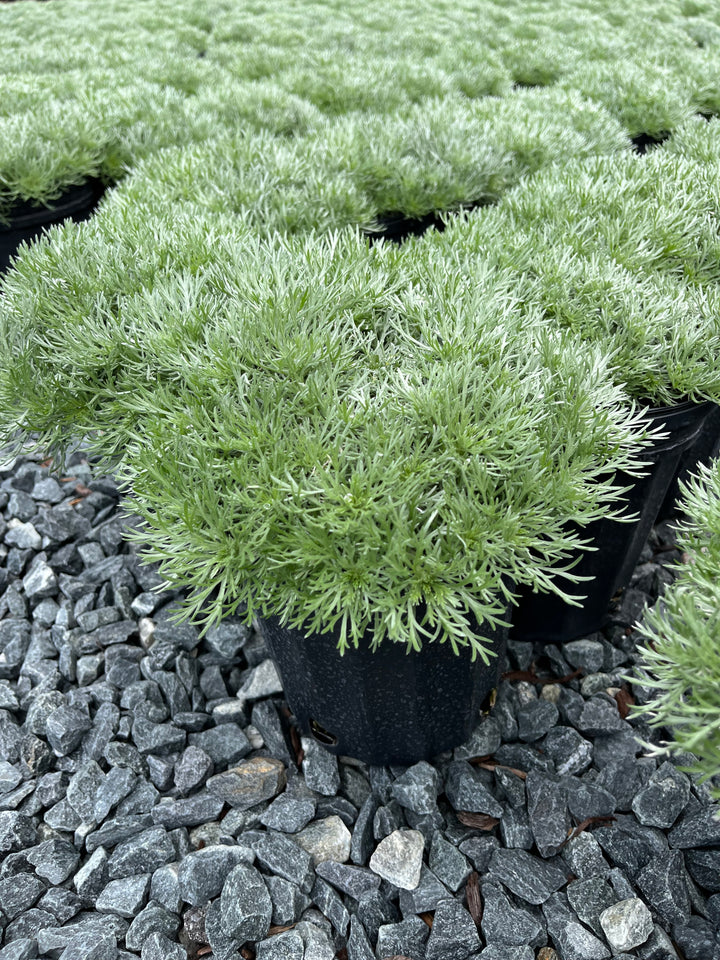 Artemisia schmidtiana 'Nana' ('Silver Mound')