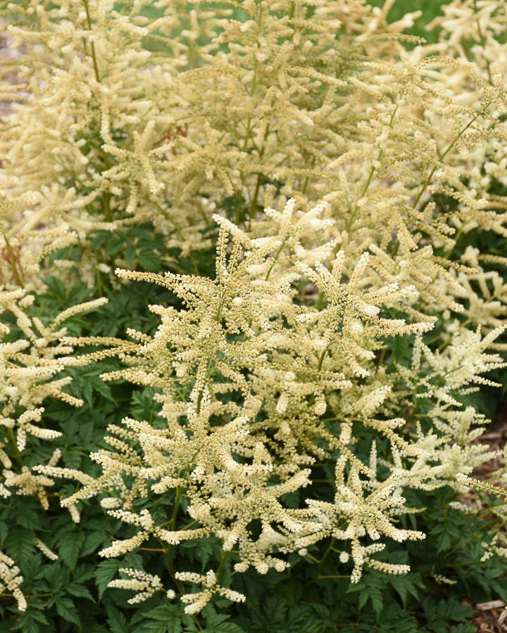 Aruncus ‘Goatee’ (Goatsbeard)