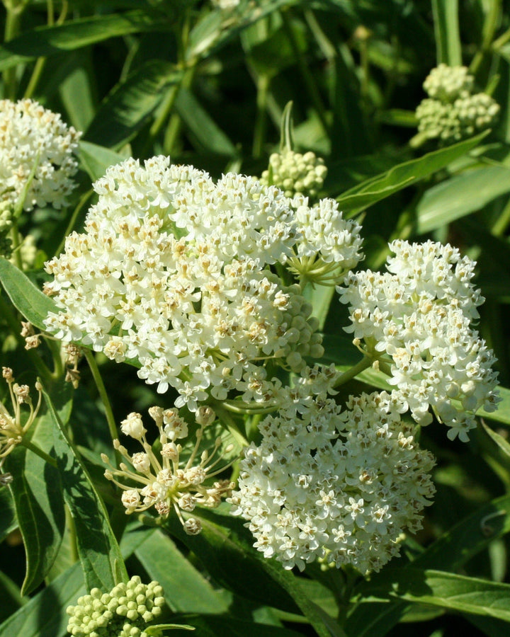 Asclepias incarnata 'Ice Ballet' (Swamp Milkweed)