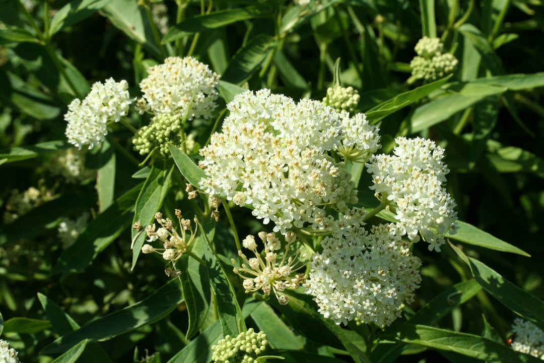 Asclepias incarnata 'Ice Ballet' (Swamp Milkweed)